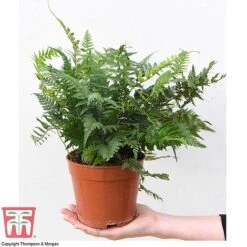 Fern Houseplant Mix 9 Fern Houseplant Mix -Vedicayur Store FERN TKA3000 D1