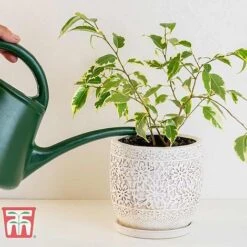 Ficus Benjamina -Vedicayur Store FIC WKB4845 B