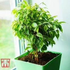Ficus Benjamina -Vedicayur Store FIC WKB4845 E