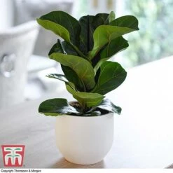Easy Care Houseplant Collection 11 Easy Care Houseplant Collection -Vedicayur Store FIC kb1113 A1