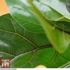 Ficus Lyrata 'Compacta' -Vedicayur Store FIC kb1113 C