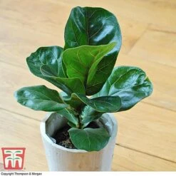 Ficus Lyrata 'Compacta' -Vedicayur Store FIC kb1113 D