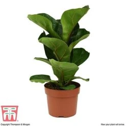 Ficus Lyrata 'Compacta' -Vedicayur Store FIC kb1113 E