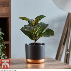 Ficus Lyrata 'Compacta' -Vedicayur Store FICU 1113 A1