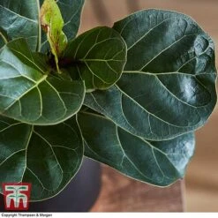 Ficus Lyrata 'Compacta' -Vedicayur Store FICU 1113 A3