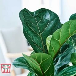 Ficus Lyrata 'Compacta' -Vedicayur Store FICU KB1113 G