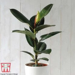 House Plant Urban Jungle Collection -Vedicayur Store FICU TKA2911 A2