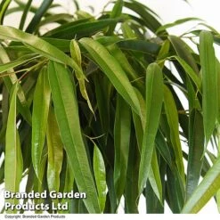 Ficus Binnendijkii 'Alii' Braided Stem In Hydro Pot -Vedicayur Store FICU ALIIBRAID T50773