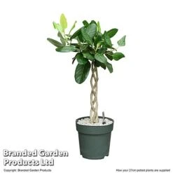 Ficus Benghalensis 'Audrey' Braided Stem In Hydro Pot -Vedicayur Store FICU AUDRE27CM T506451