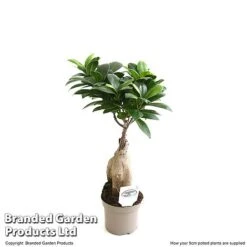 Ficus Microcarpa 'Ginseng' -Vedicayur Store FICU GINSEN9CM T49230