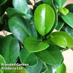 Ficus Microcarpa 'Ginseng' -Vedicayur Store FICU GINSENG W48353