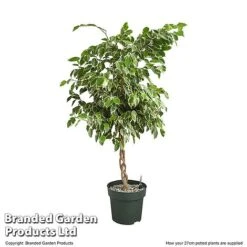 Ficus Benjamina 'Golden King' Braided Stem In Hydro Pot -Vedicayur Store FICU GOLDE27CM T506321