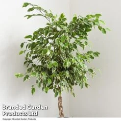 Ficus Benjamina 'Golden King' Braided Stem In Hydro Pot -Vedicayur Store FICU GOLDENKIN T50606