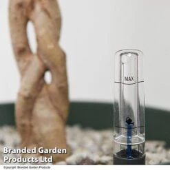 Ficus Benjamina 'Golden King' Braided Stem In Hydro Pot -Vedicayur Store FICU GOLDENKIN T50609