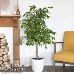 Ficus Benjamina 'Golden King' Braided Stem In Hydro Pot