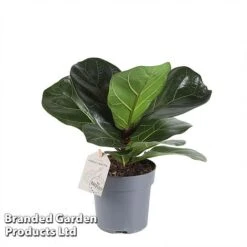 Ficus Lyrata (Fiddle Leaf Fig) -Vedicayur Store FICU LYRAT12CM WKA8599 A