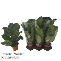 Ficus Lyrata (Fiddle Leaf Fig) -Vedicayur Store FICU LYRAT12CM WKA8599 B