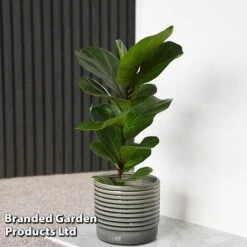 Ficus Lyrata (Fiddle Leaf Fig) -Vedicayur Store FICU LYRATA T45105E
