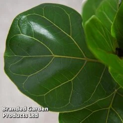 Ficus Lyrata (Fiddle Leaf Fig) -Vedicayur Store FICU LYRATA T45106D
