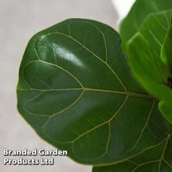 Ficus Lyrata (Fiddle Leaf Fig) -Vedicayur Store FICU LYRATA T45107C