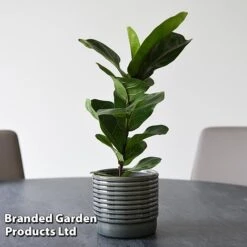 Ficus Lyrata (Fiddle Leaf Fig) -Vedicayur Store FICU LYRATA T45108B