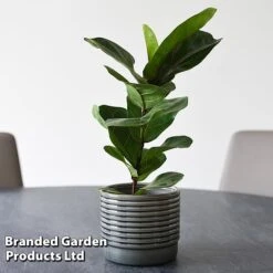 Ficus Lyrata (Fiddle Leaf Fig) -Vedicayur Store FICU LYRATA T45109A