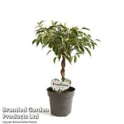 Ficus Benjamina 'Nina' 8 Ficus Benjamina 'Nina' -Vedicayur Store FICU NINA12CM T49510