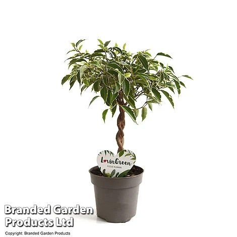 Ficus Benjamina 'Nina' 4 Ficus Benjamina 'Nina' - Image 4