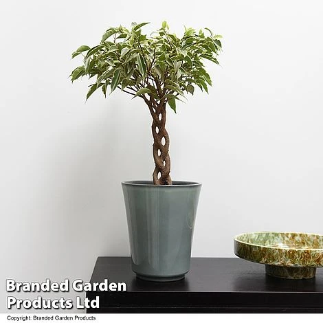 Ficus Benjamina 'Nina' 1 Ficus Benjamina 'Nina'