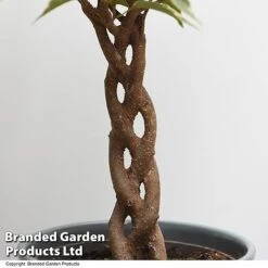 Ficus Benjamina 'Nina' 7 Ficus Benjamina 'Nina' -Vedicayur Store FICU NINA T49514