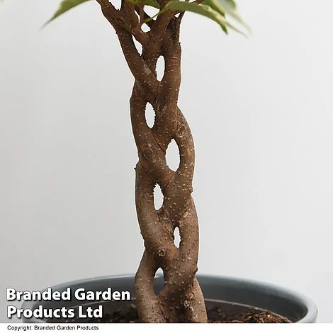 Ficus Benjamina 'Nina' 3 Ficus Benjamina 'Nina' - Image 3