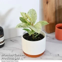 Ficus Elastica 'Shivereana'