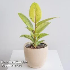 Ficus Elastica 'Shivereana' -Vedicayur Store FICU SHIVEREAN W46019