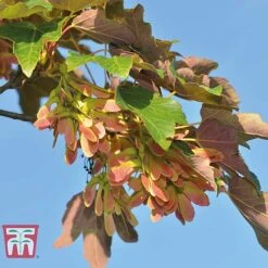 Field Maple (Hedging) 14 Field Maple (Hedging) -Vedicayur Store FIEL 70261 A