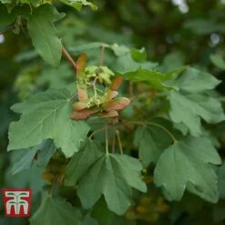Field Maple (Hedging) 11 Field Maple (Hedging) -Vedicayur Store FIEL 70261 B