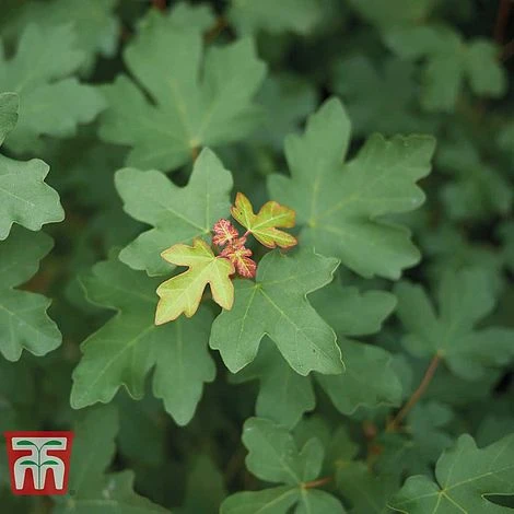 Field Maple (Hedging) 2 Field Maple (Hedging) - Image 2