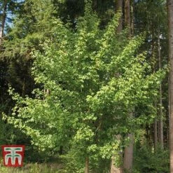 Field Maple (Hedging) 12 Field Maple (Hedging) -Vedicayur Store FIEL 70261 E