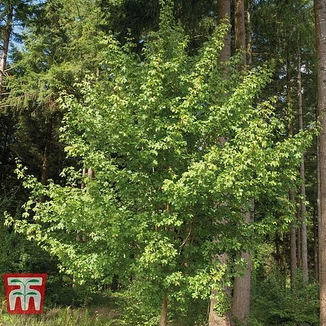 Field Maple (Hedging) 4 Field Maple (Hedging) - Image 4