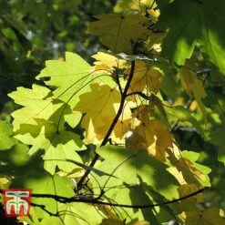 Field Maple (Hedging) 13 Field Maple (Hedging) -Vedicayur Store FIEL 70261 G