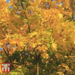 Field Maple (Hedging) 15 Field Maple (Hedging) -Vedicayur Store FIEL 70261 H