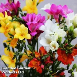 Summer Colour Bundle 10 Summer Colour Bundle -Vedicayur Store FREE MIXED W454181