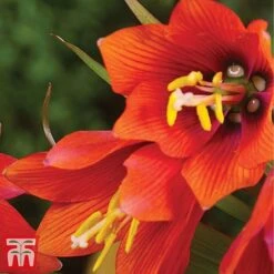 Fritillaria Imperialis 'Red' 6 Fritillaria Imperialis 'Red' -Vedicayur Store FRIT T10516 C
