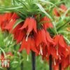 Fritillaria Imperialis 'Red'