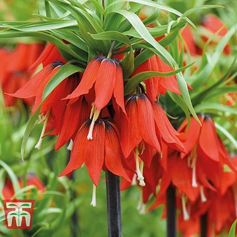 Fritillaria Imperialis 'Red' 1 Fritillaria Imperialis 'Red'