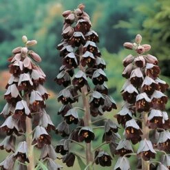 Fritillaria Persica 5 Fritillaria Persica -Vedicayur Store FRIT T62656 A h