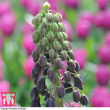 Fritillaria Persica 2 Fritillaria Persica - Image 2