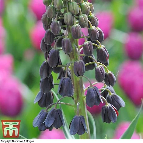 Fritillaria Persica 1 Fritillaria Persica