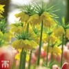 Fritillaria Imperialis 'Maxima Lutea'