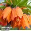 Fritillaria 'Orange Beauty'