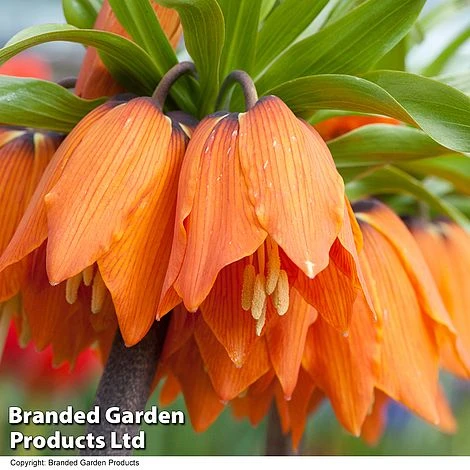 Fritillaria 'Orange Beauty' 1 Fritillaria 'Orange Beauty'
